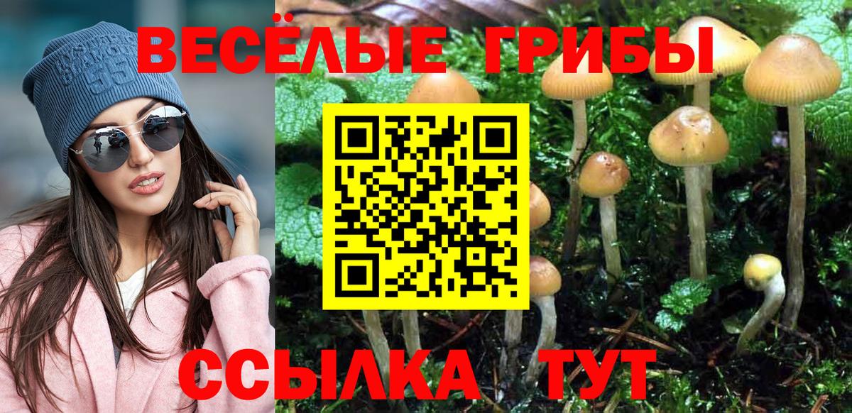 Псилоцибиновые грибы Psilocybine cubensis Осинники